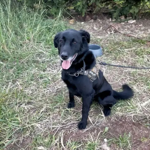 Jack