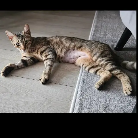 Bastet photo 2