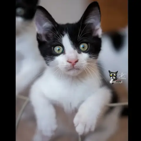 Po