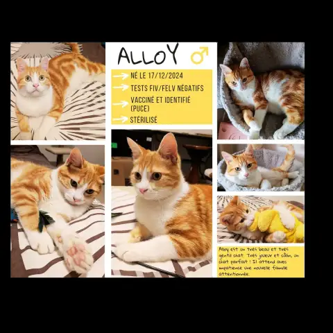 Alloy