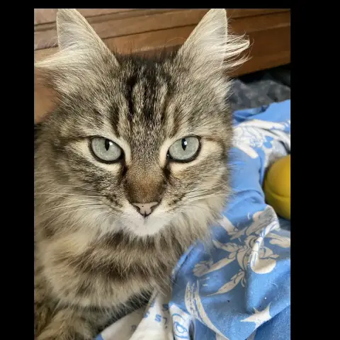 Sienna