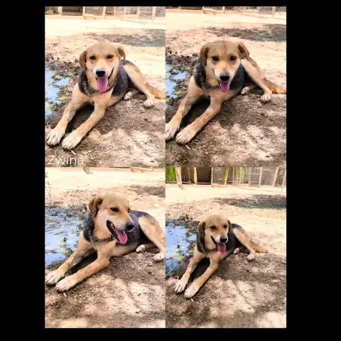 Zwina
