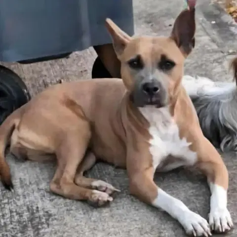 Bisou