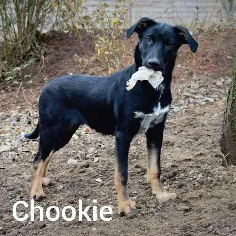 Chookie