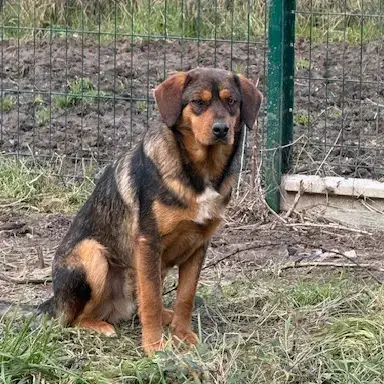 Balou photo 3