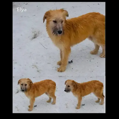 Elya