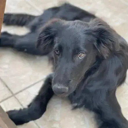 Buddy