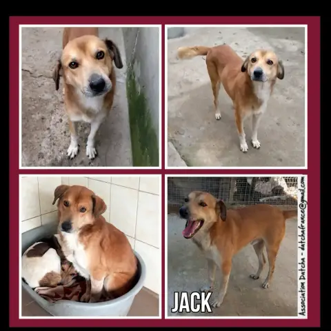 Jack