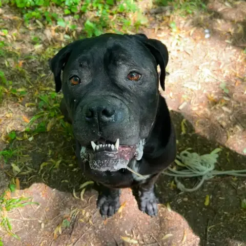 Adopter Ryu