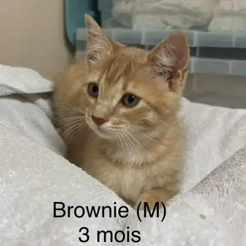 Brownie