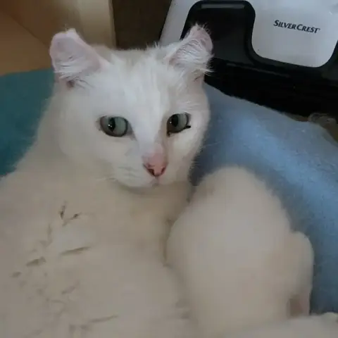 Bella photo 2
