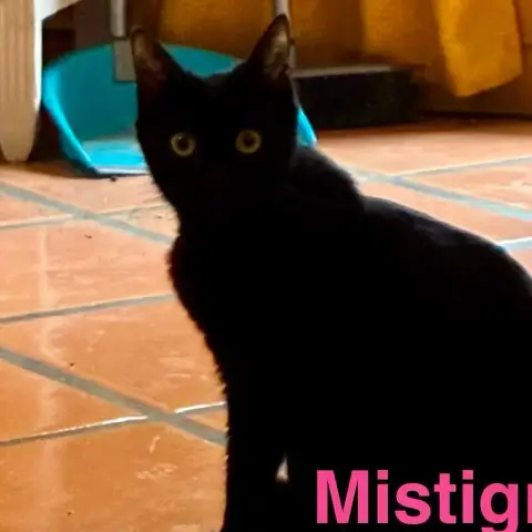 Mistigri