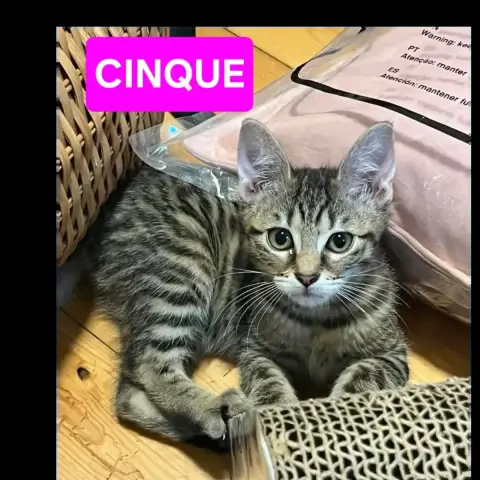 Quattro Et Cinque photo 2