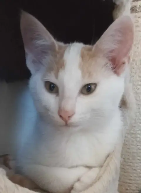 Zizou