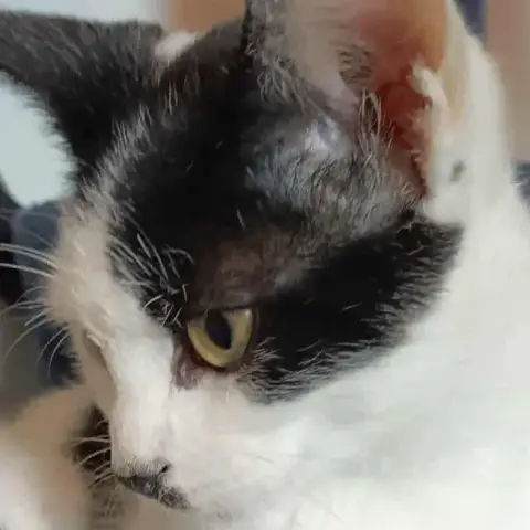 Moustache