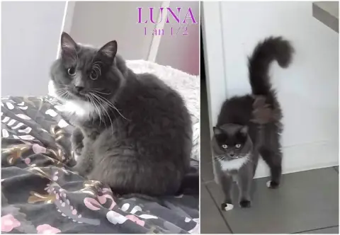 Luna