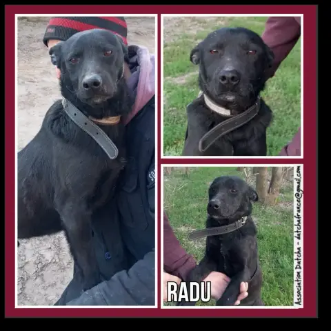 Radu