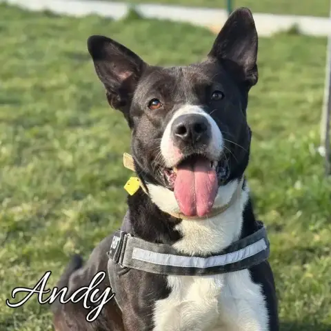 Andy