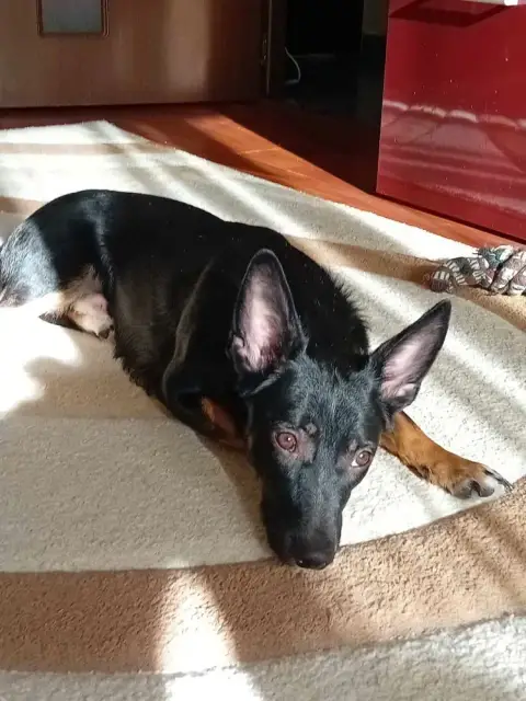 Bruno photo 2