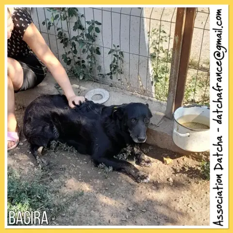 Bagira