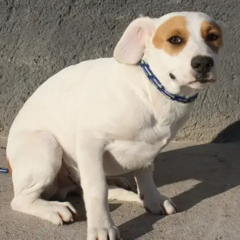 Vulco