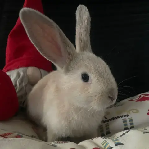 Candy photo 3