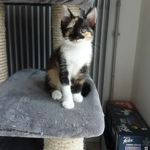 Moustik