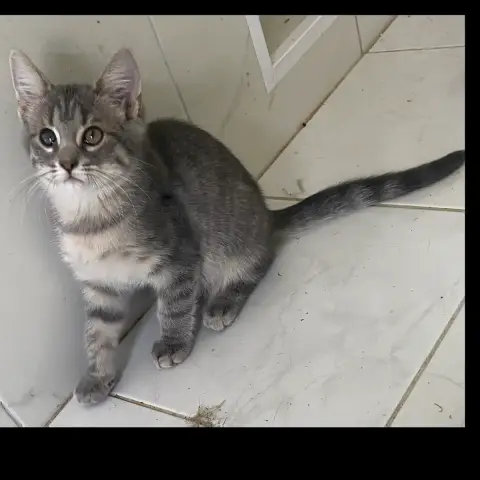 Smokie