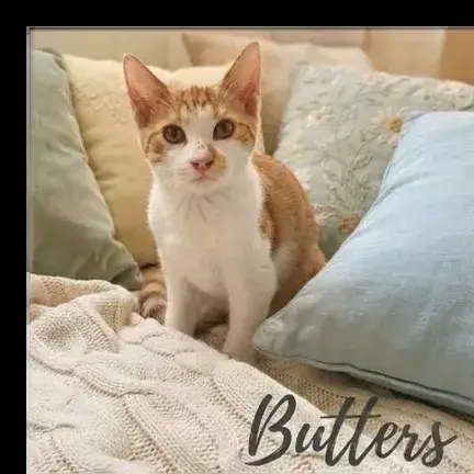 Buetters
