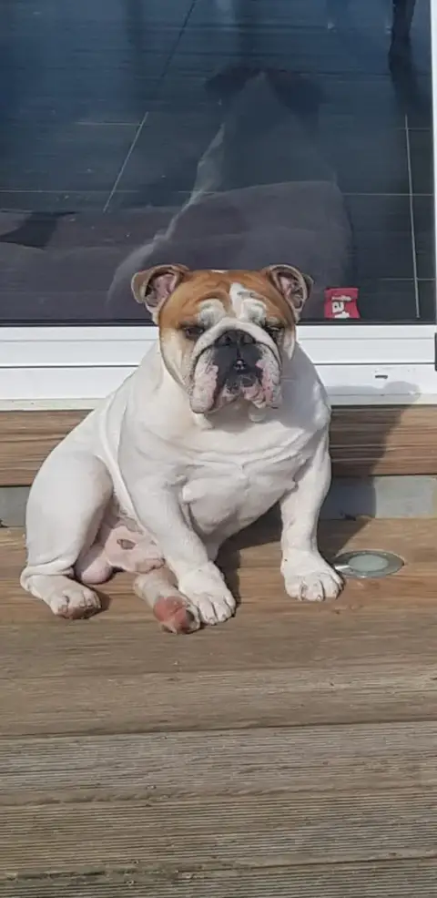 Baloo