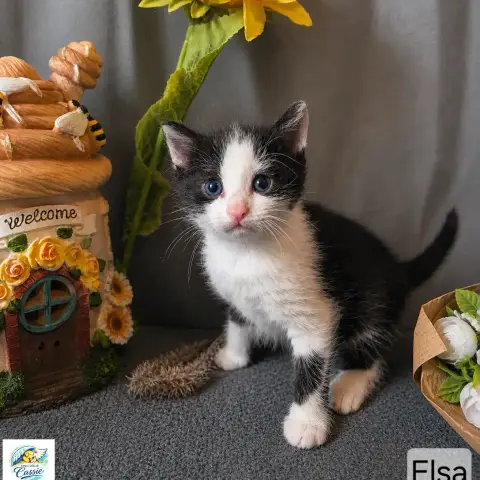 Elsa