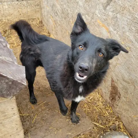 Laiko