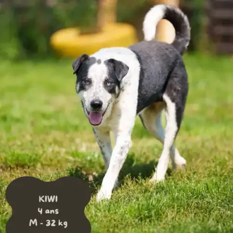 Kiwi