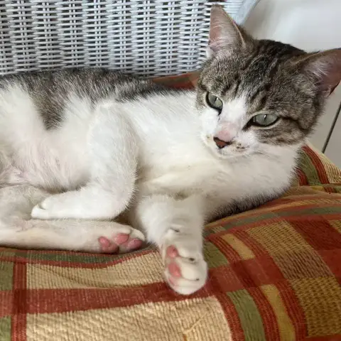 Lucy