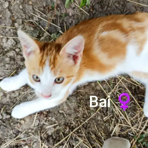 Bouchon Et Bai photo 2