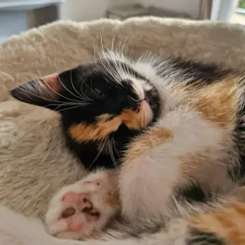 Bijou   A Réserver photo 2