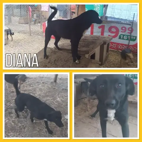 Diana