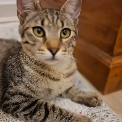 Papaye Jeune Chatte