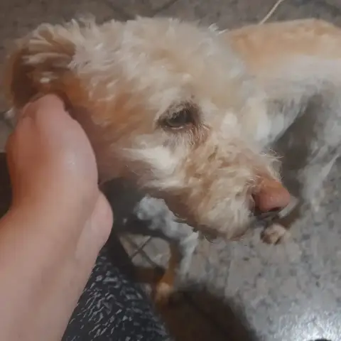 Cayetana