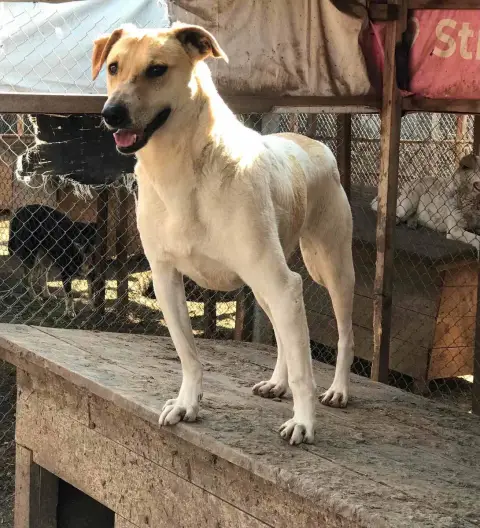 Alla