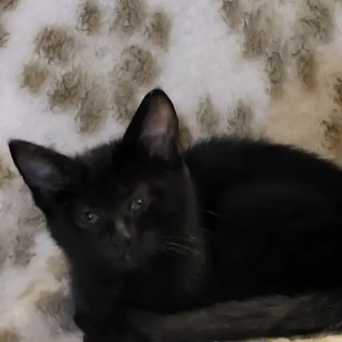 Lizi