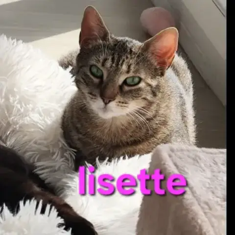 Lisette