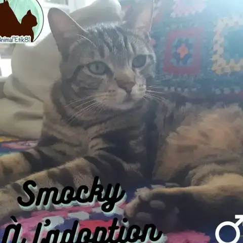 Smocky