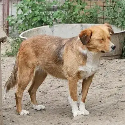 Dina
