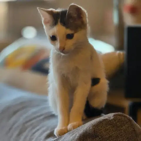 Néo photo 2