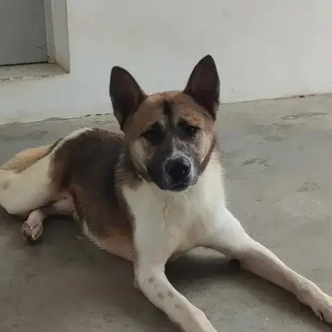 Tango