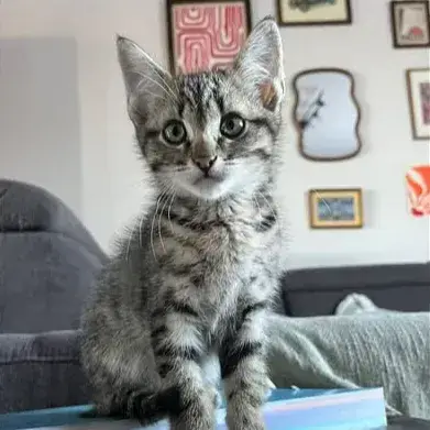 Bengal