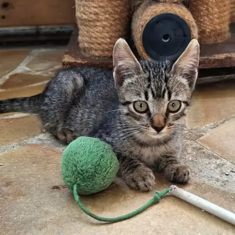 ✨️ Kaï ✨️ 🐱 photo 2