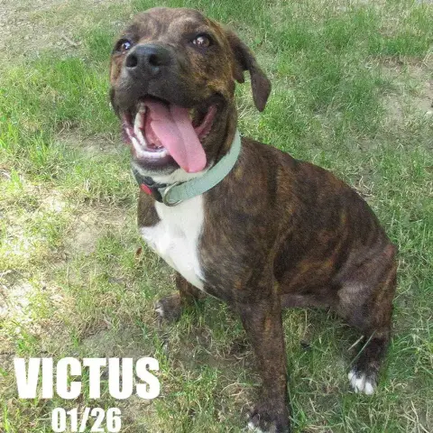 Victus