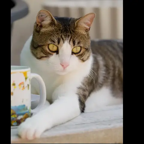 Marius